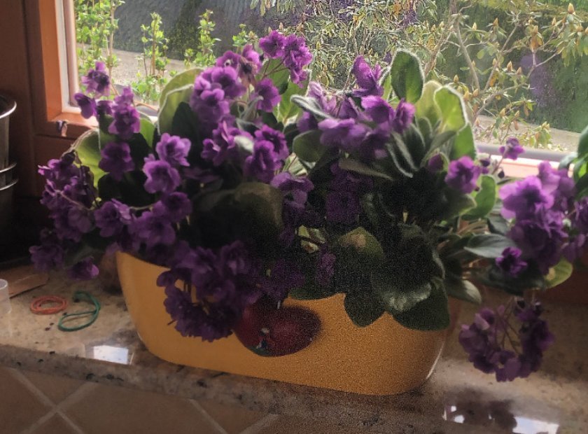 Purple African Violet Saintpaulia leaves