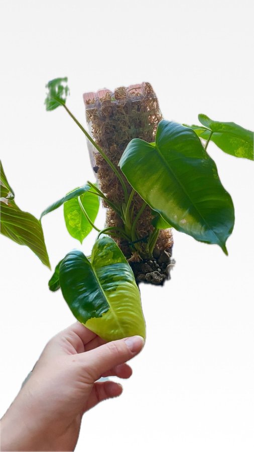 Philodendron Burle Marx Variegata