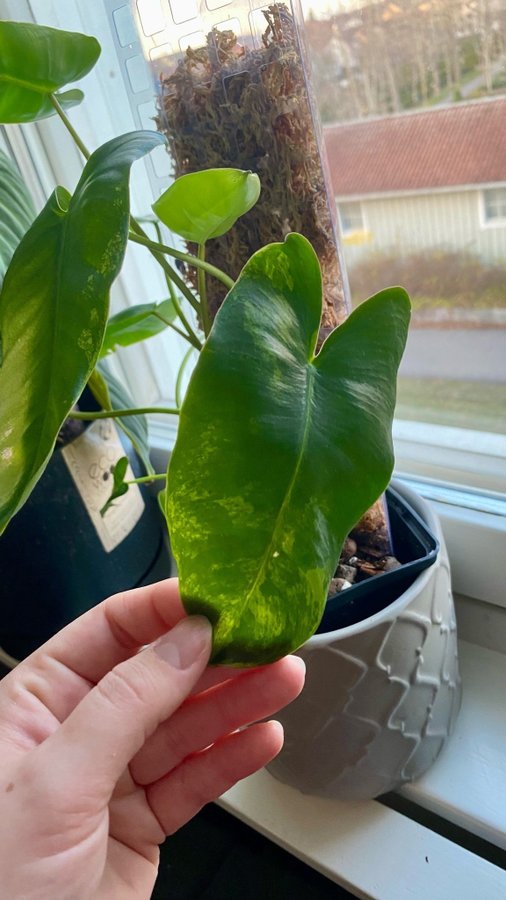 Philodendron Burle Marx Variegata