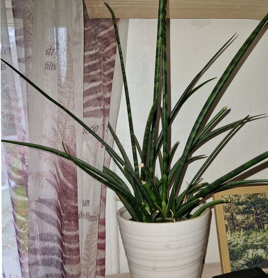 Pinnlilja -Sansevieria Mikado