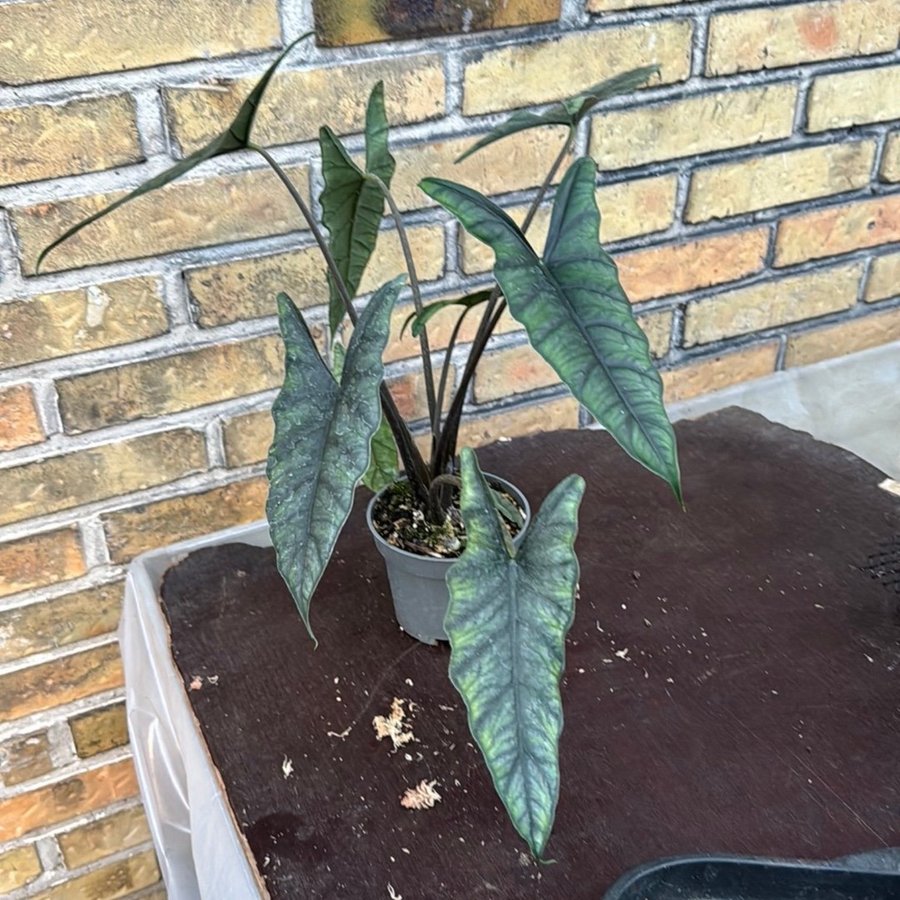 Alocasia Heterophylla