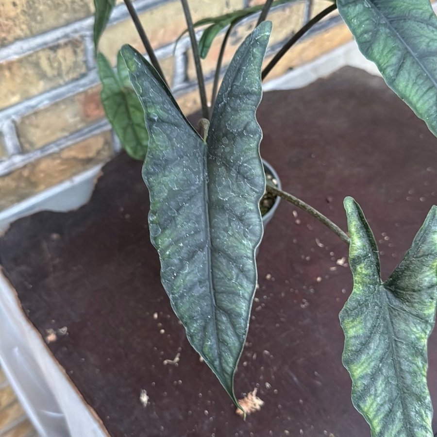 Alocasia Heterophylla