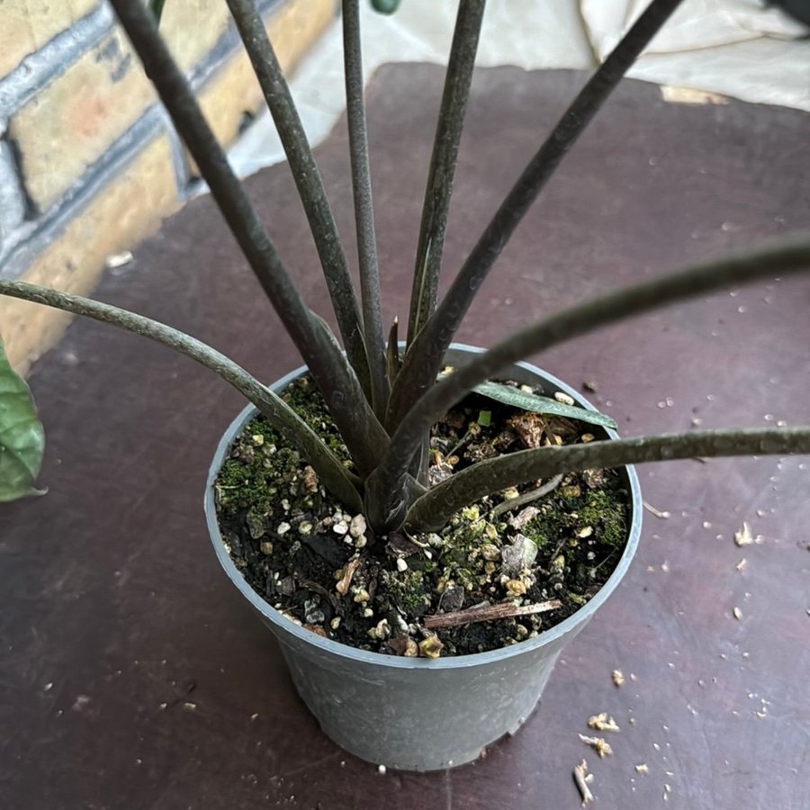 Alocasia Heterophylla