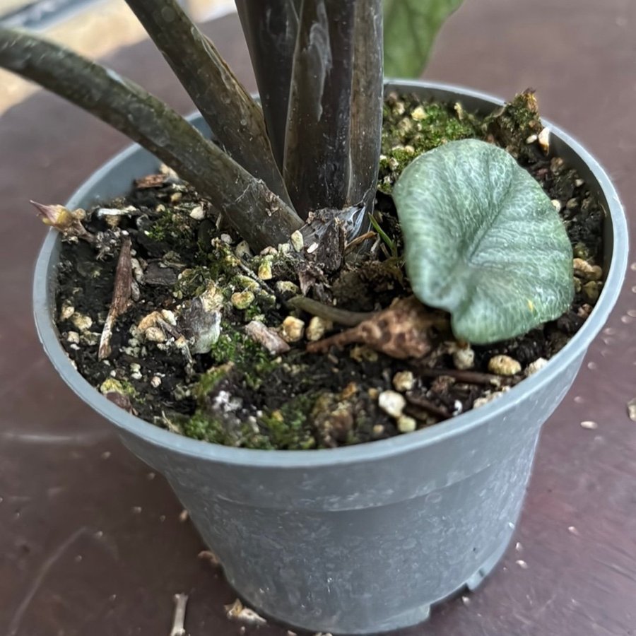 Alocasia Heterophylla