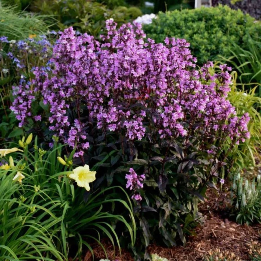 Sällsynt!!! Penstemon 'Midnight Masquerade'