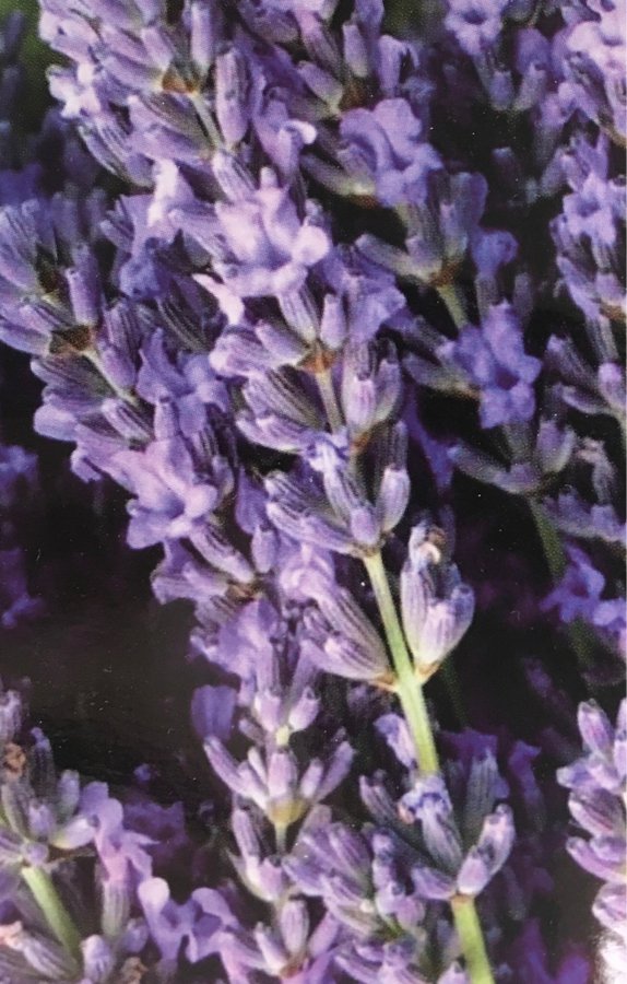 LAVENDEL FRÖN FRÅN ITALIEN