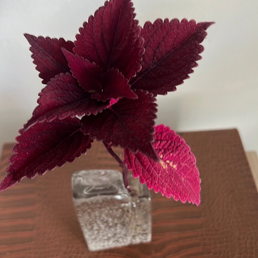 Coleus