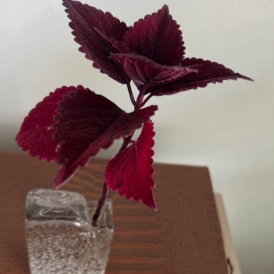 Coleus