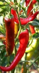 Capsicum annuum 'Poseidon' - Chili