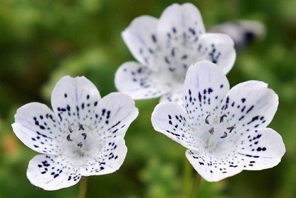 Nemophila menziesii 'Snowstorm' - Snökärleksblomster