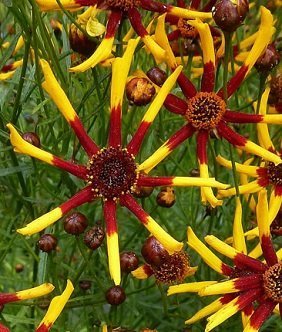 Coreopsis tinctoria 'Tiger Stripes' - Tigeröga