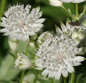 Astrantia major 'Snowstar' - Stjärnflocka