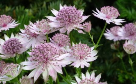 Astrantia major 'Buckland' - Stjärnflocka