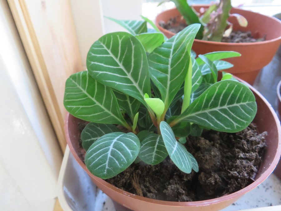 SPRÄTTIVÄG ROTAT SKOTT. (Euphorbia Marginata)