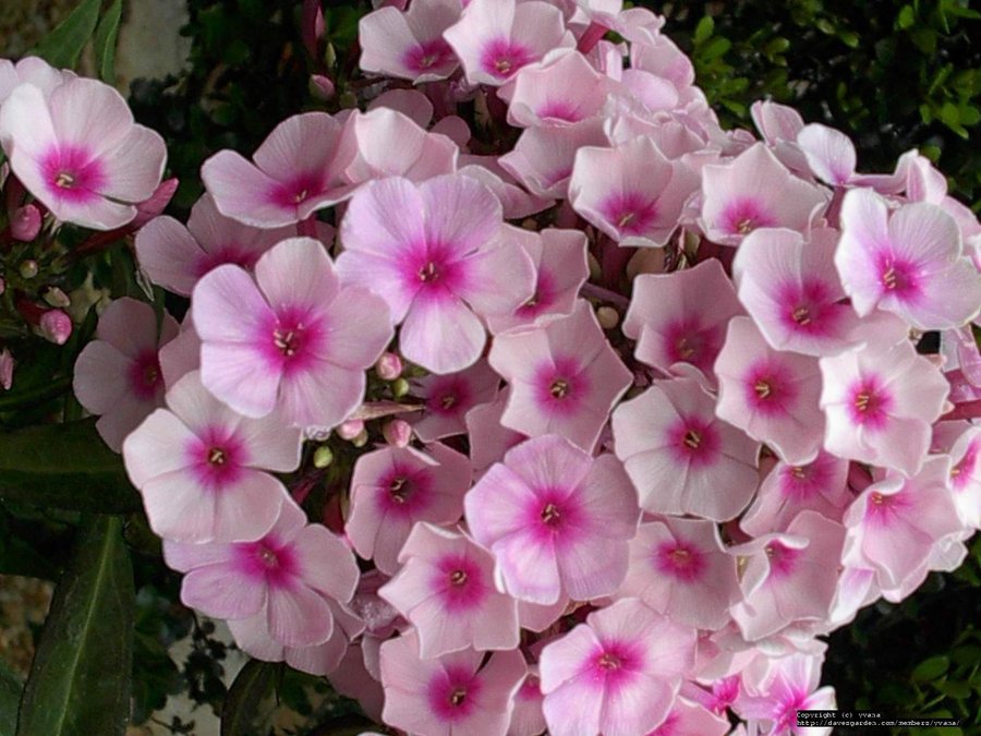 Phlox paniculata "Brilliant Eye" - höst flox