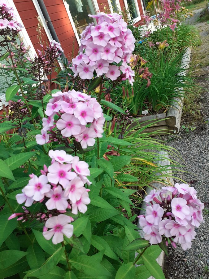 Phlox paniculata "Brilliant Eye" - höst flox