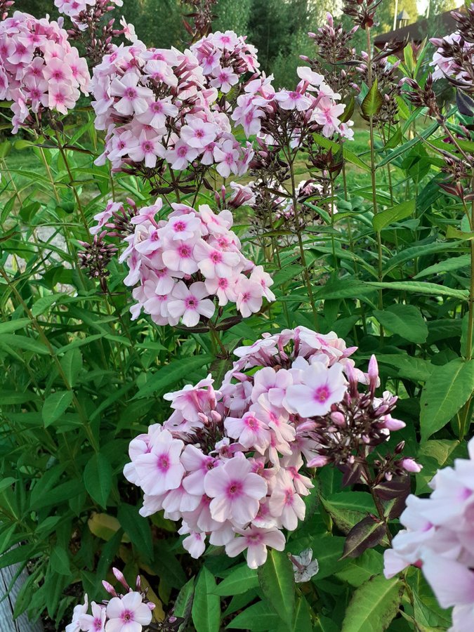 Phlox paniculata "Brilliant Eye" - höst flox