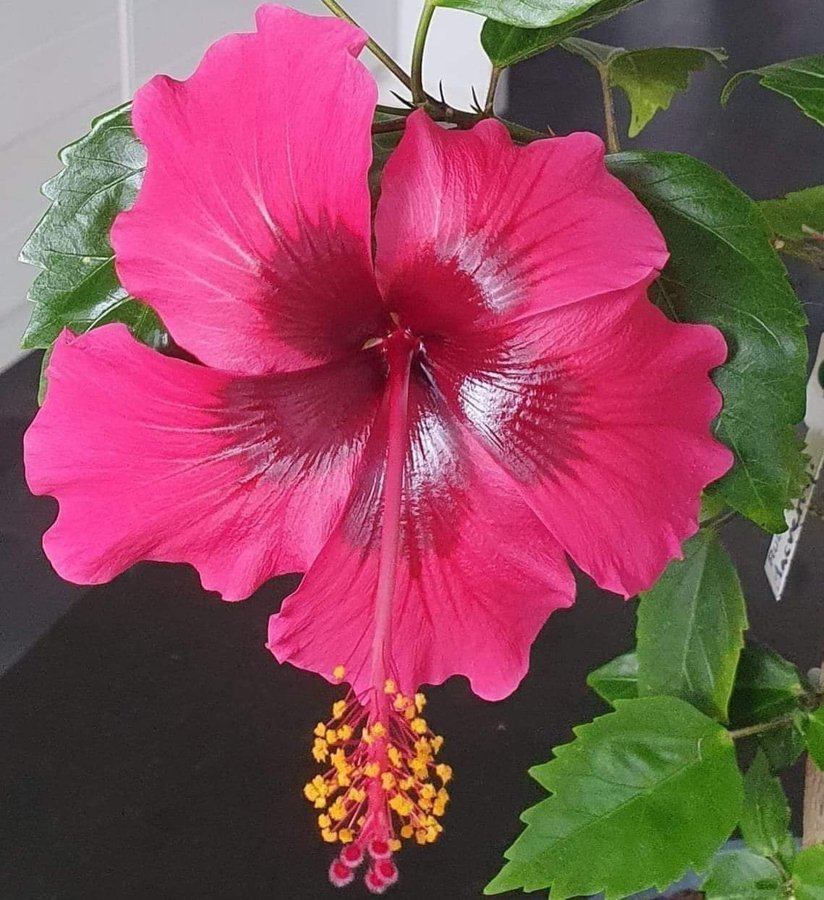 Hibiskus Macverryi