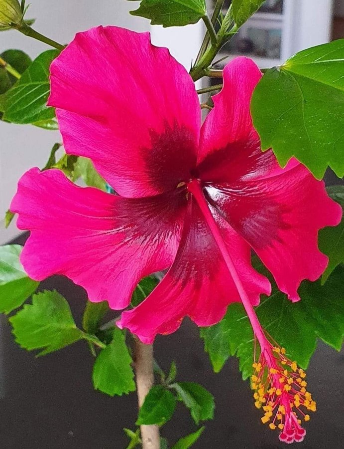 Hibiskus Macverryi