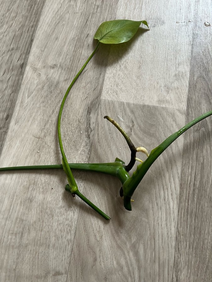 Monstera Deliciosa sticklingar 2 st