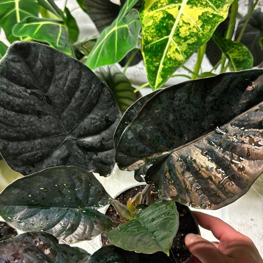 Alocasia Black magic 12 cm