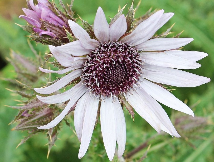 BERKHEYA PURPUREA solros fröer