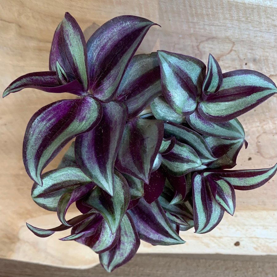 4 sticklingar av tradescantia Zebrablad