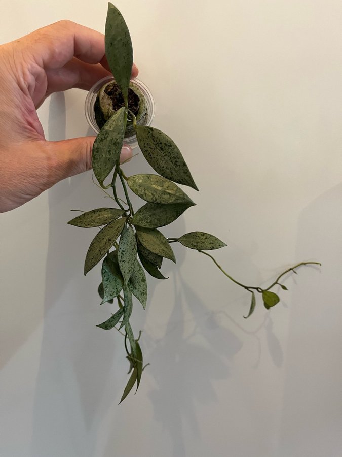 Hoya Lacunosa White pearl