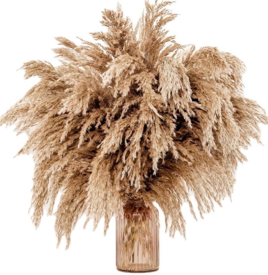 20st naturliga Pampas 60cm