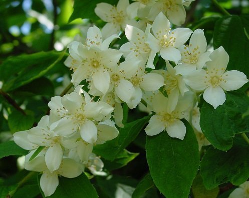 Philadelphus coronarius - Doftschersmin