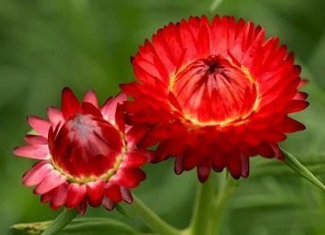 Helichrysum bracteatum 'Fireball' - Jätteeternell