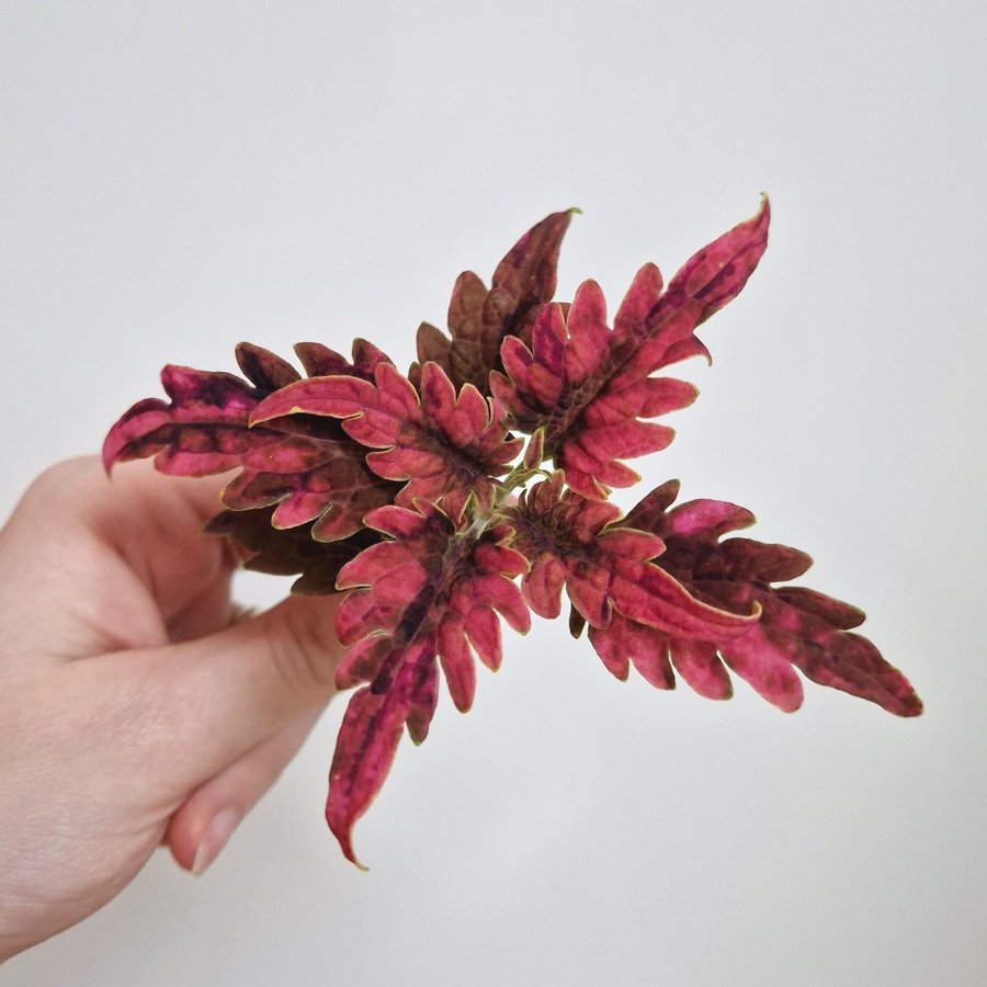 Palettblad/coleus • DISCO ROSA SPORT • stickling