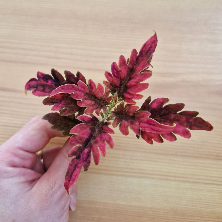 Palettblad/coleus • DISCO ROSA SPORT • stickling