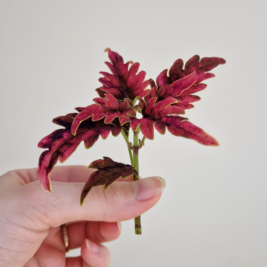 Palettblad/coleus • DISCO ROSA SPORT • stickling