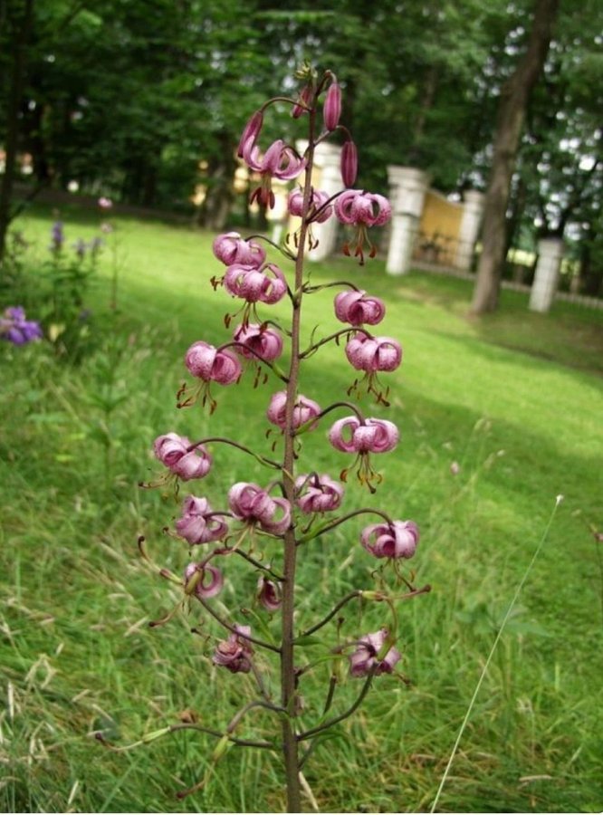 Lilium Martagon - Krollilja, pink, perenn, 1 tsk frön