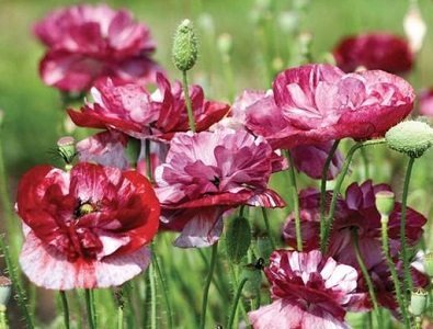 Papaver rhoeas 'Pandora' - Kornvallmo