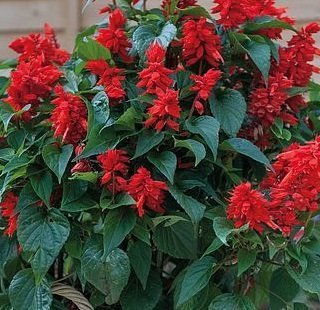 Salvia splendens 'Fireball' - Praktsalvia