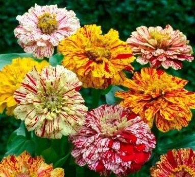 Zinnia elegans 'Peppermint Stick' - Zinnia