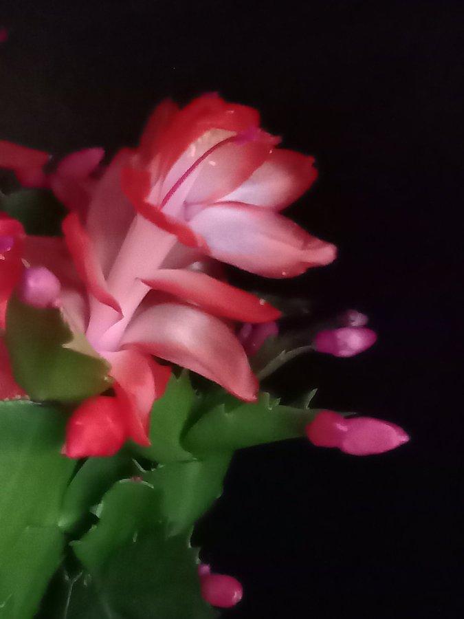 Novemberkaktus.Schlumbergera ''Malibu' ,hybrid,stickling.