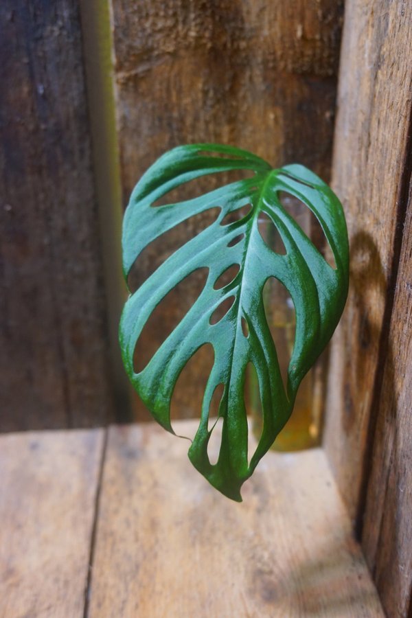 Monstera adansonii ssp laniata "Double Window"