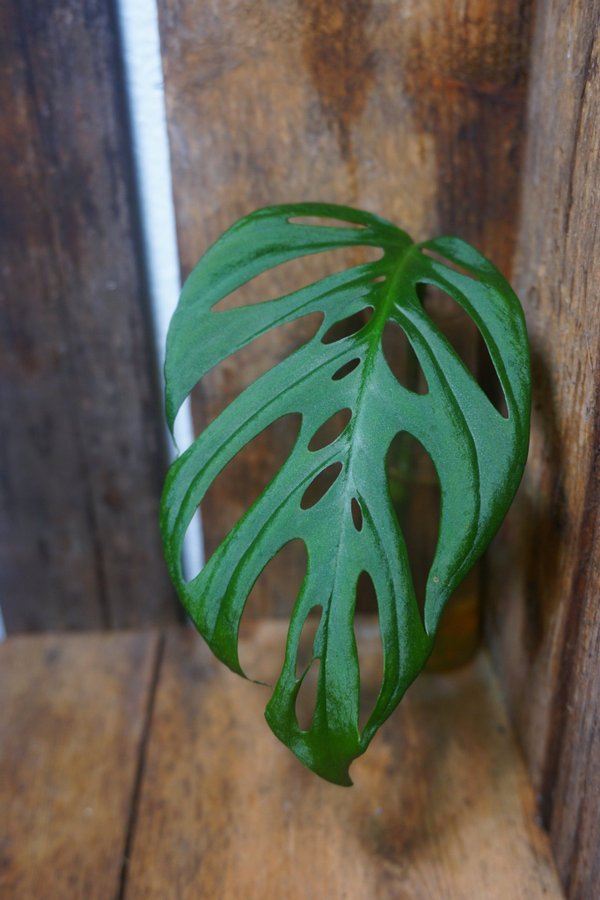 Monstera adansonii ssp laniata "Double Window"