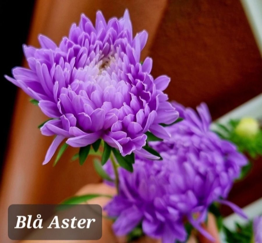 25 st fröer från blå Aster