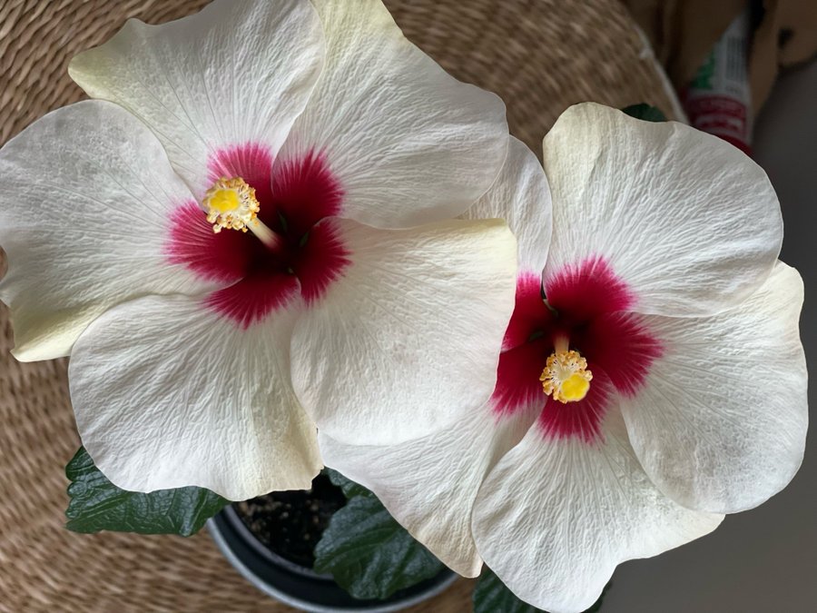 Vacker Hibiskus ljusgula enkla blommor med vinröd i mitten