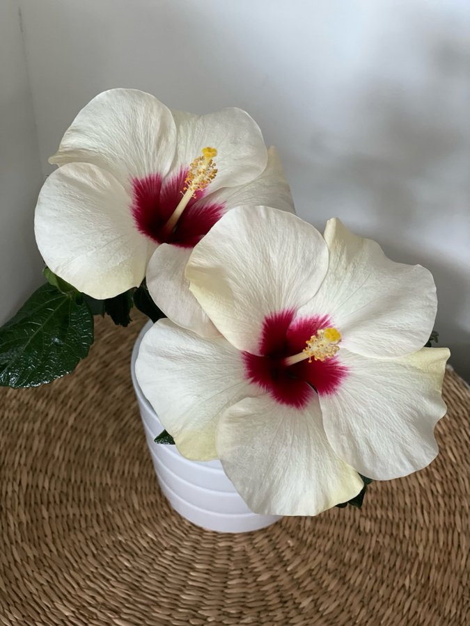 Vacker Hibiskus ljusgula enkla blommor med vinröd i mitten