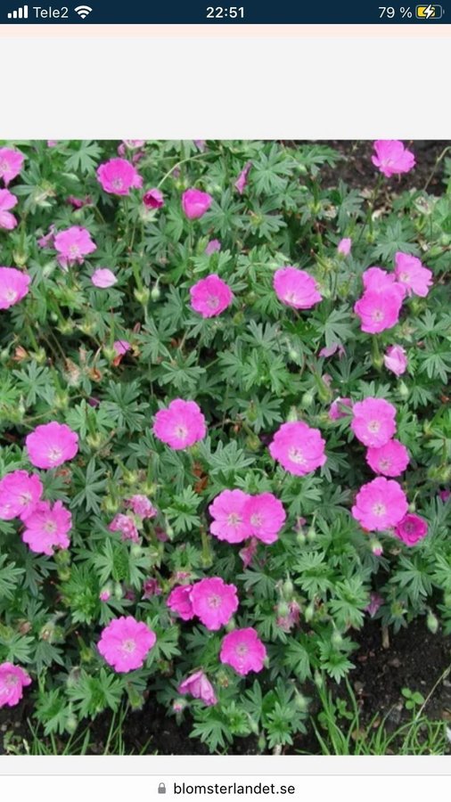 Geranium näva ” Max frei ”