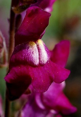 Fröså nu Lejongap Mörkt cerise