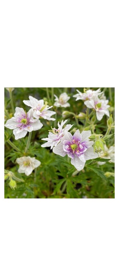 Trädgårdsnäva näva Geranium pratense albiflorum Algera vackra dubbla vit blommor