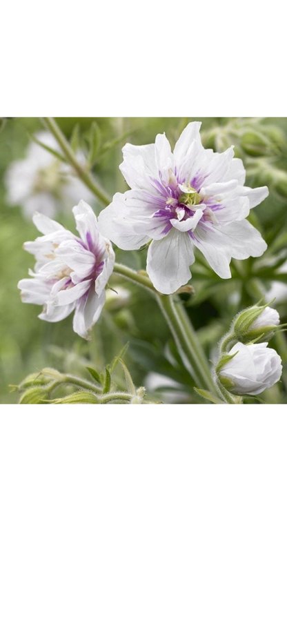 Trädgårdsnäva näva Geranium pratense albiflorum Algera vackra dubbla vit blommor