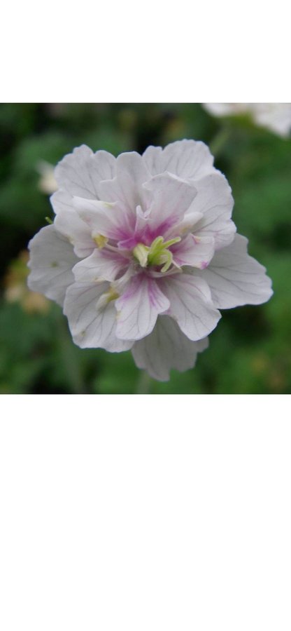 Trädgårdsnäva näva Geranium pratense albiflorum Algera vackra dubbla vit blommor