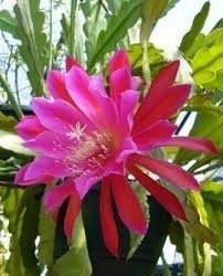 Skott av min Epiphyllum pink!